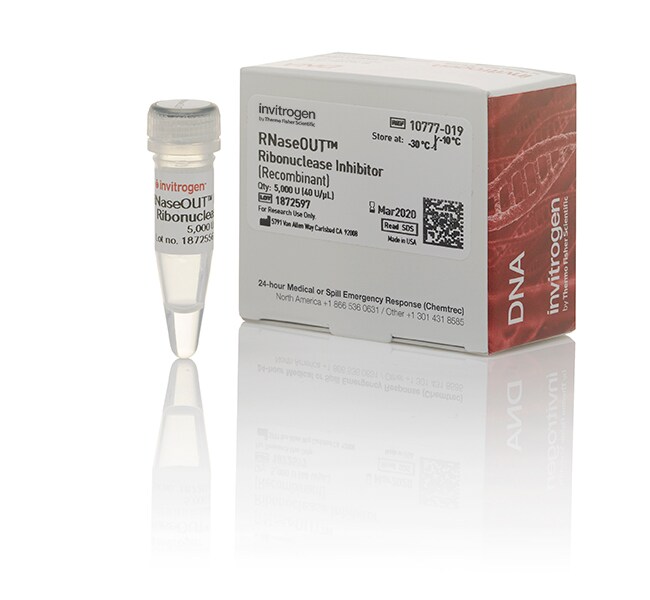Thermo Fisher Scientific Invitrogen RNaseOUT Recombinant Ribonuclease Inhibitor