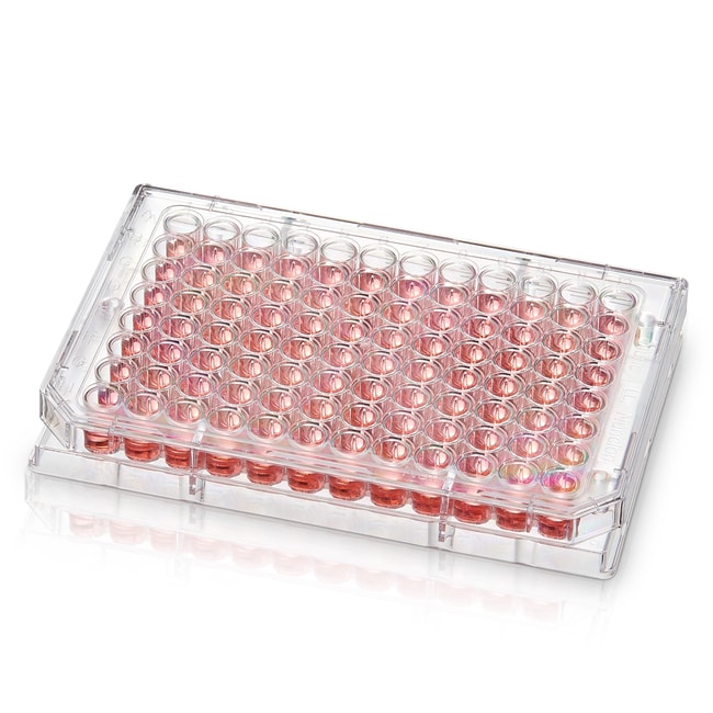 Thermo Fisher Scientific 96 Well Conical (V) Bottom Plate, Non-Treated Surface