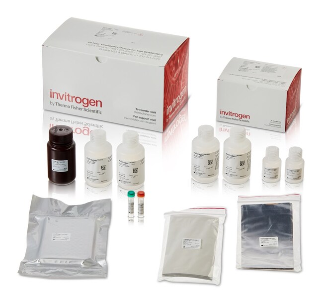 Thermo Fisher Scientific Invitrogen QuantiGene Singleplex Assay Kit